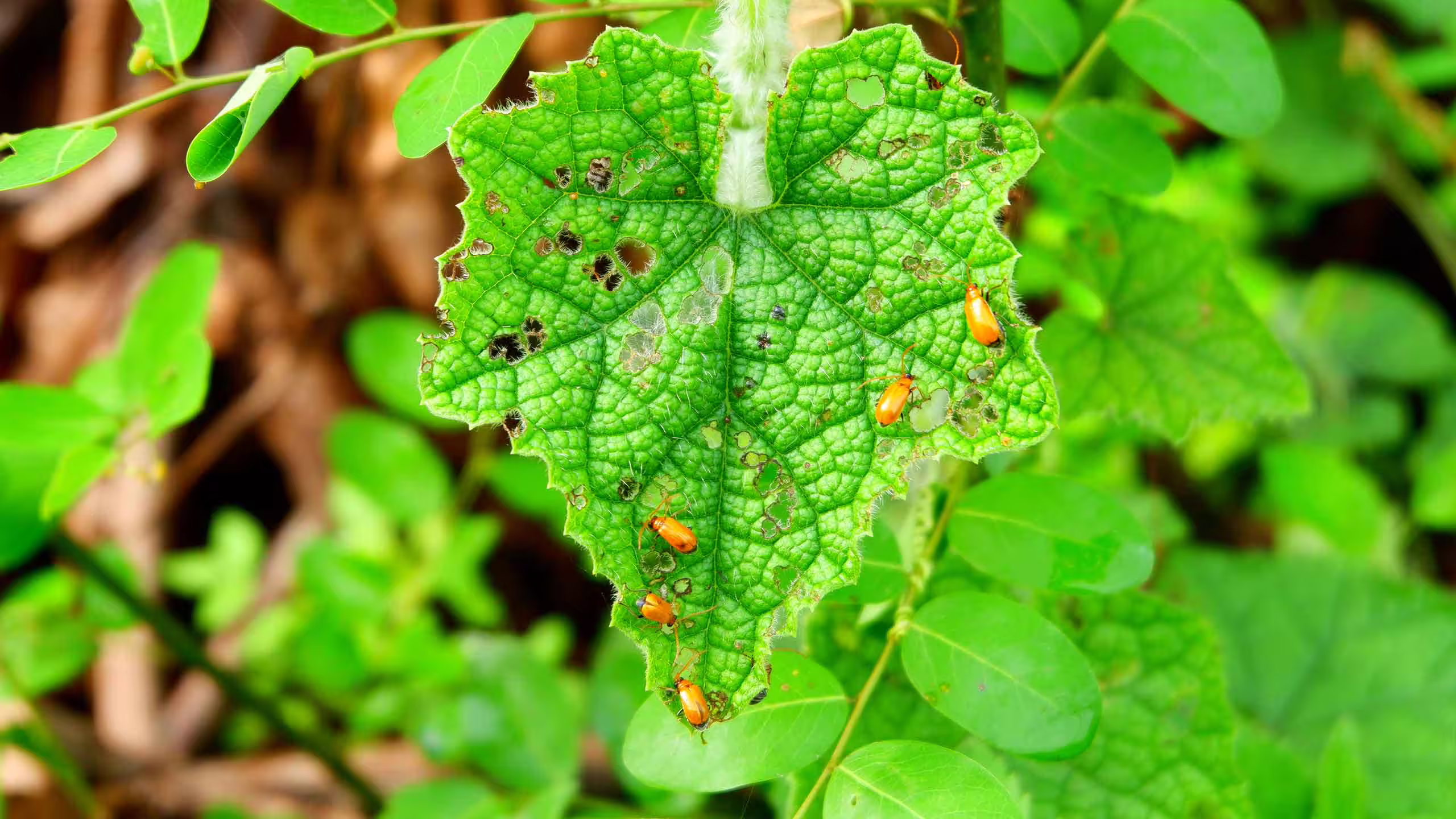 Controle Natural de Pragas no Jardim